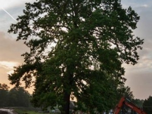 Dub ochránce. Foto: Lenka Grossmannová