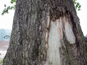 Dub ochránce. Foto: Lenka Grossmannová