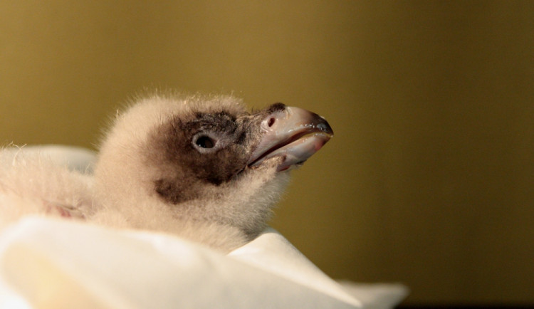 Mládě orlosupa. Foto: ZOO Liberec