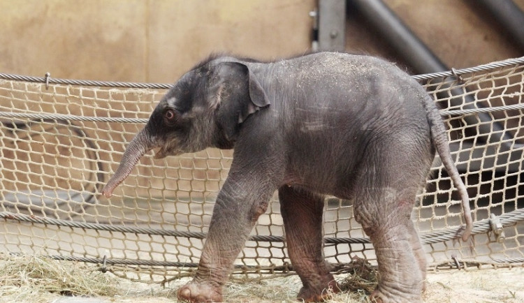 Malé slůně bojuje o život. Foto: ZOO Ostrava