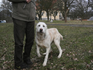 Pohublého psa objevil před necelým týdnem řidič projíždějící mezi obcemi Kuřivody a Ploužnice