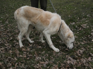 Pohublého psa objevil před necelým týdnem řidič projíždějící mezi obcemi Kuřivody a Ploužnice