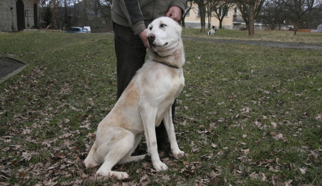 Pohublého psa objevil před necelým týdnem řidič projíždějící mezi obcemi Kuřivody a Ploužnice