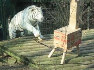 Paris útočí. Za chvíli z nebohé žirafy nic nezbude. Foto: Jan Kubánek
