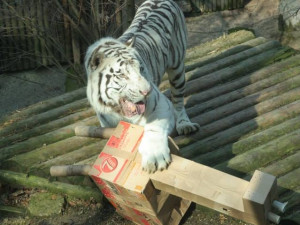 Nebohá oběť ve spárech tygra. Foto: Jan Kubánek