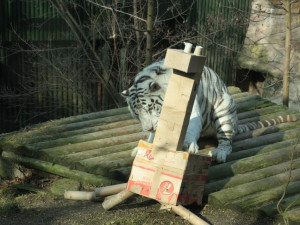 Paris ucítil vepřové. Foto: Jan Kubánek