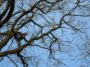 Kočka na stromě strávila pět dní. Foto: HZSLK
