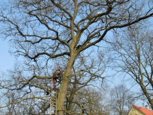 Kočka na stromě strávila pět dní. Foto: HZSLK