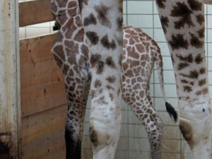 Malá žirafí samička Niobe se má čile k světu. Foto: Ivan Langr