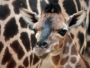 Malá žirafí samička Niobe se má čile k světu. Foto: Ivan Langr