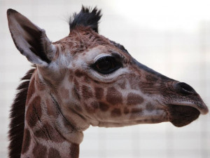 Malá žirafí samička Niobe se má čile k světu. Foto: Ivan Langr