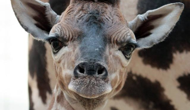 Malá žirafí samička Niobe se má čile k světu. Foto: Ivan Langr