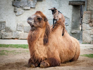 Foto: Liberecká zoologická zahrada se probudila ze zimního spánku