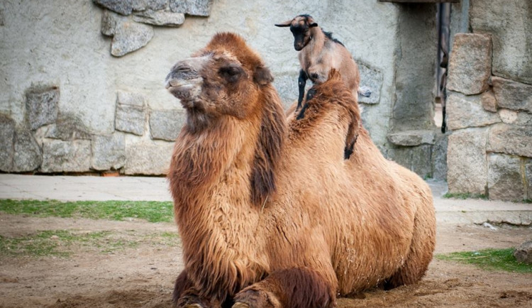 Liberecká zoologická zahrada se probudila ze zimního spánku. Foto: František Stein