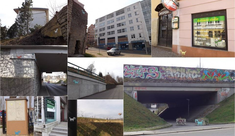 Koček je po Liberci asi padesát. Foto: Petr Gartner