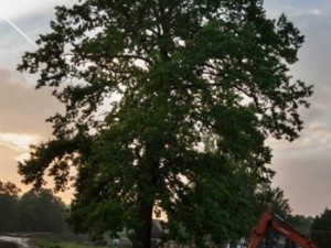 Dub ochránce. Foto: Lenka Grossmannová