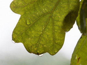 Dub ochránce. Foto: Lenka Grossmannová