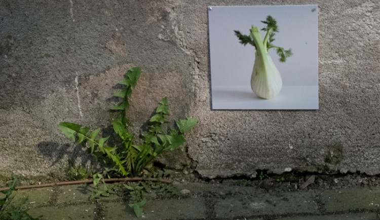 Jedna z fotografií na fasádě domu. Foto: fotoklub 7,65