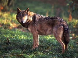 Fotopast zachytila vlka pár desítek kilometrů od Liberce
