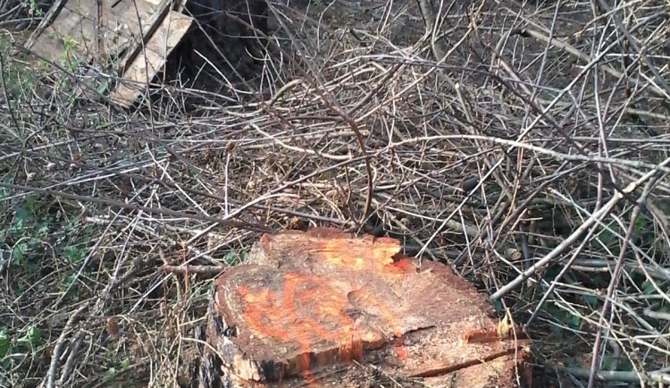 Po stromech zůstalo jen devět pařezů