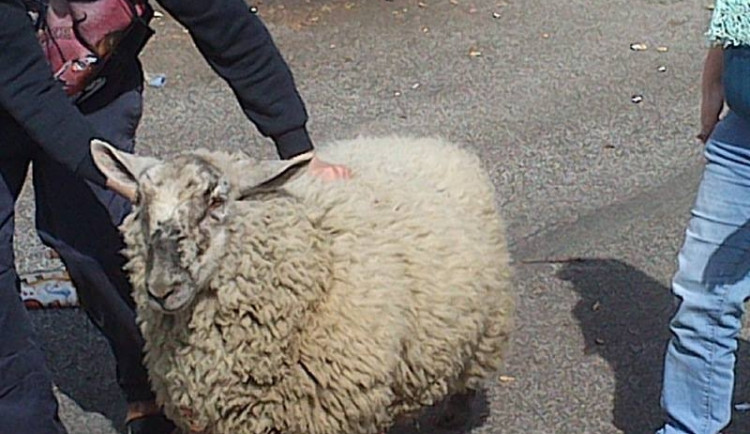 Beran chtěl nakupovat. Foto: Městská policie Liberec