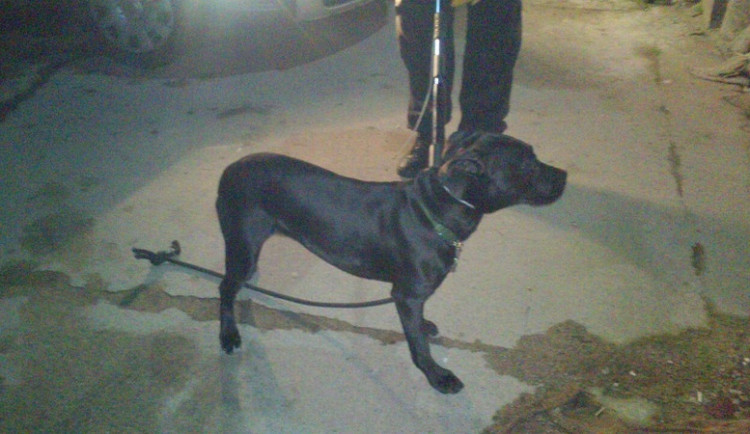 Zatoulaný pes. Foto: MP Liberec