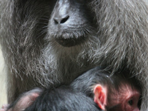 Další vzácný přírůstek v ZOO. V Liberci se narodil malý makak