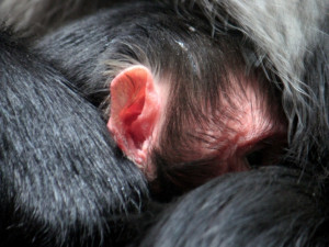 Makak se v liberecké zoologické zahradě narodil po dvanácti letech. Foto: ZOO Liberec