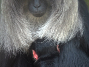 Makak se v liberecké zoologické zahradě narodil po dvanácti letech. Foto: ZOO Liberec