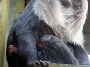 Makak se v liberecké zoologické zahradě narodil po dvanácti letech. Foto: ZOO Liberec