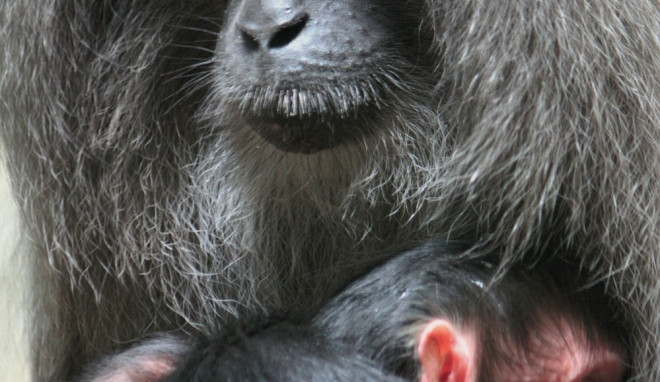 Makak se v liberecké zoologické zahradě narodil po dvanácti letech. Foto: ZOO Liberec