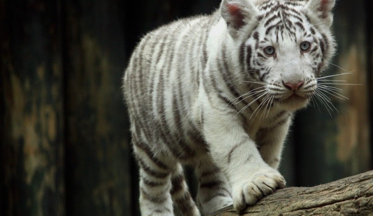 Ilustrační foto: ZOO Liberec