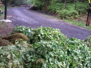 Odpad někdo pravidelně hází na stejné místo. Foto: Městské lesy