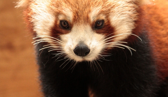 Samička Lotus. Foto: ZOO Liberec