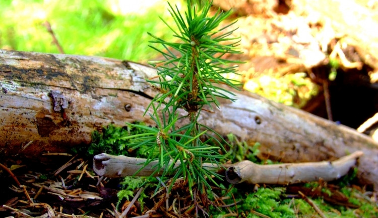 Ilustrační foto: Městské lesy Liberec