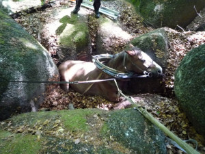 Hasiči se zapotili, tři hodiny tahali kobylu ze sevření balvanů. Foto: HZSLK