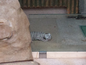 V ZOO se narodil malý bílý tygřík. Hned se vydal na procházku