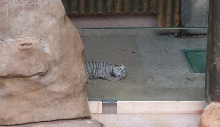 Malý tygřík, ještě slepý, na první procházce. Foto: ZOO Liberec
