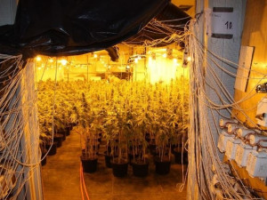 Pěstírna ve Vratislavicích. Foto: Policie ČR