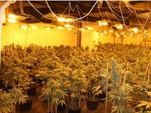 Pěstírna ve Vratislavicích. Foto: Policie ČR