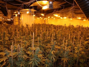 Pěstírna ve Vratislavicích. Foto: Policie ČR