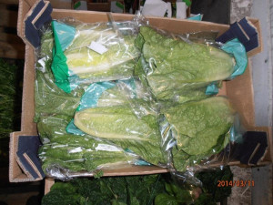 Salát v Příšovicích. Foto: SZPI