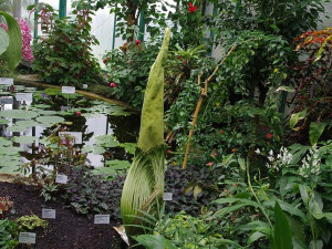 Zmijovec návštěvníky botanické zahrady zatím napíná