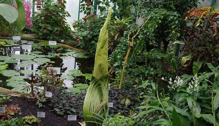 Zmijovec titánský. Foto: Botanická zahrada Liberec