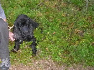 Vystrašenou fenku museli dostat z prolákliny hasiči. Foto: HZSLK