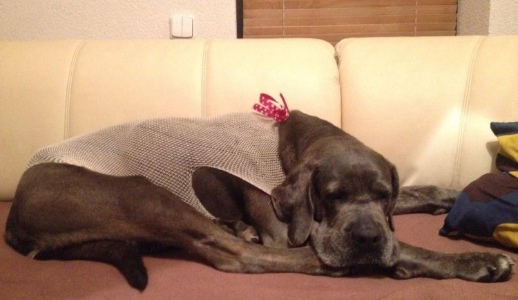 Šíla se zotavuje po nedávné operaci. Foto: Šance zvířatům