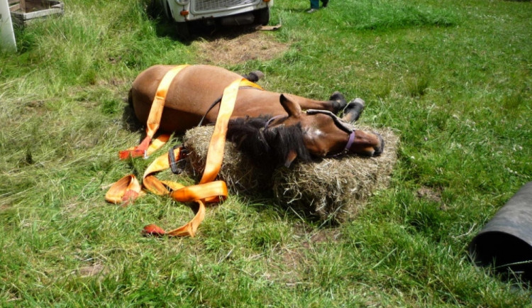 Koně musel zvednout až traktor. Foto: HZSLK
