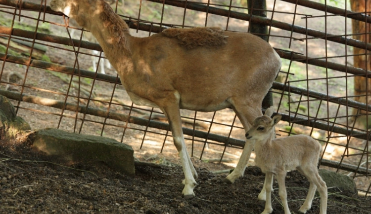 Urial bucharský. Foto: ZOO Liberec