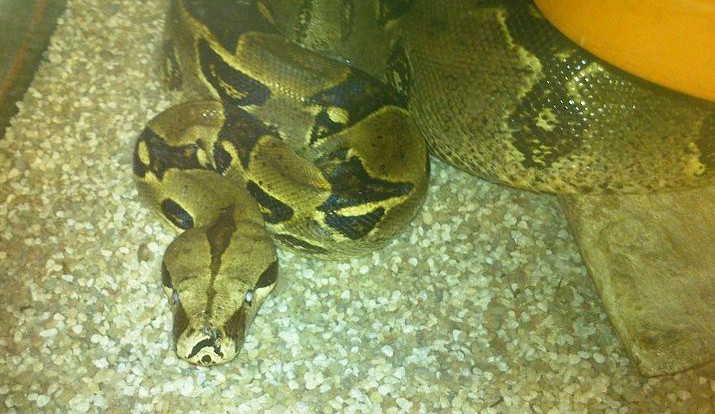 Hroznýše museli odchytit až pracovníci z centra Archa. Foto: MP Liberec