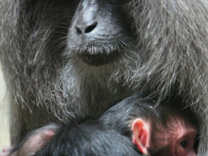 V liberecké ZOO se narodil letos už druhý makak